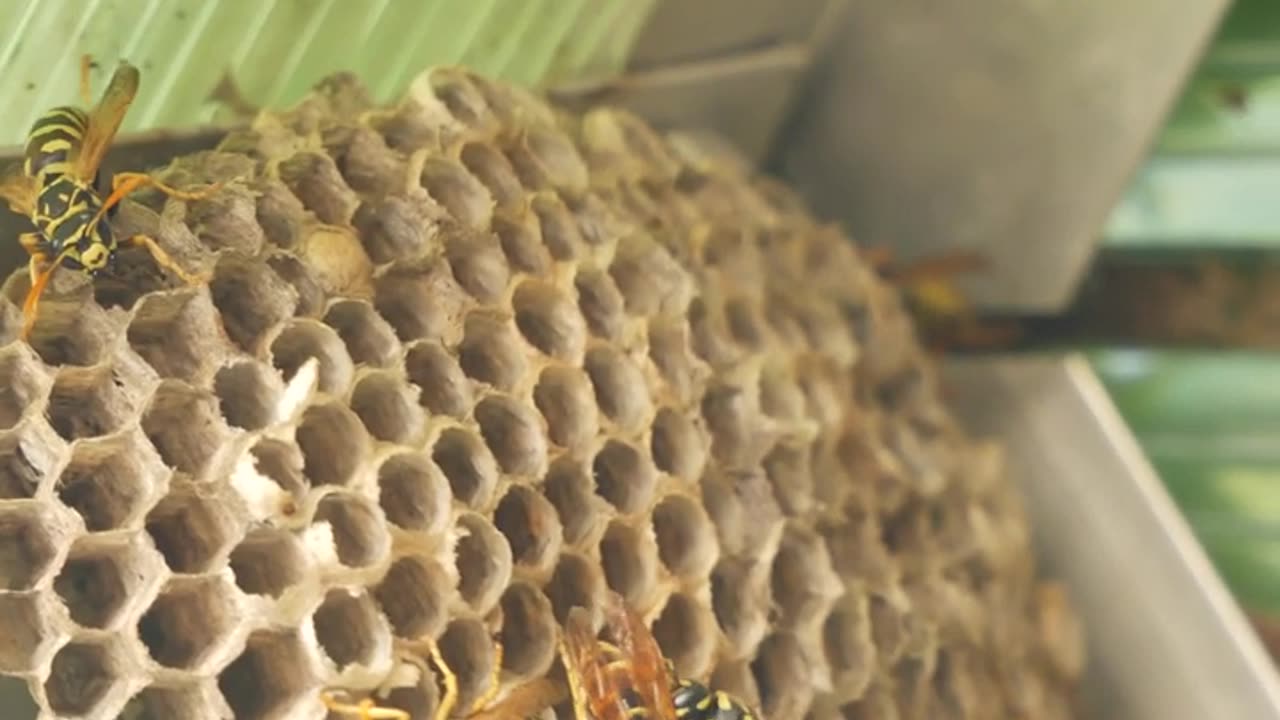 Killer bees