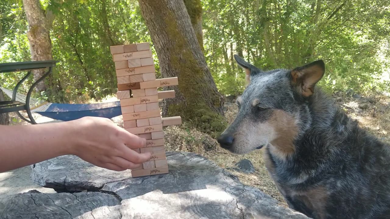 Kronos the Australian Cattle Dog Masters Jenga