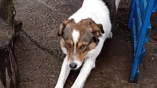 My dog babe