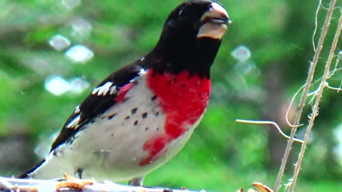 Rose-breasted grosbeak