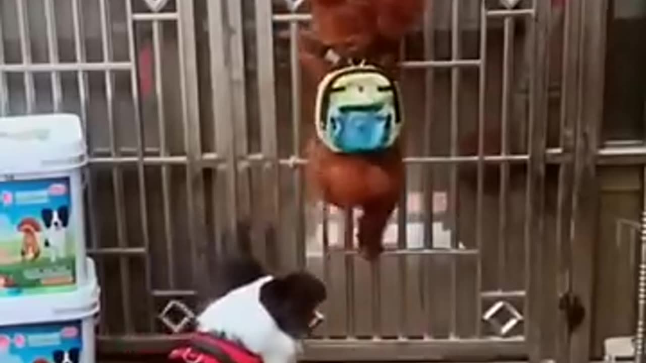 DOG MESSED WITH COCK