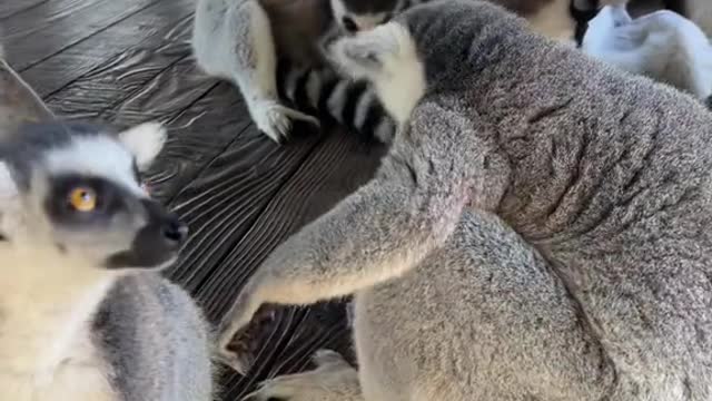 Ringtail monkey