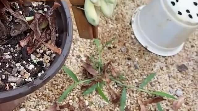 Guess what kind of flowers will come out?🤣