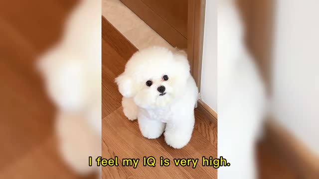 I feel my IQ is very high.