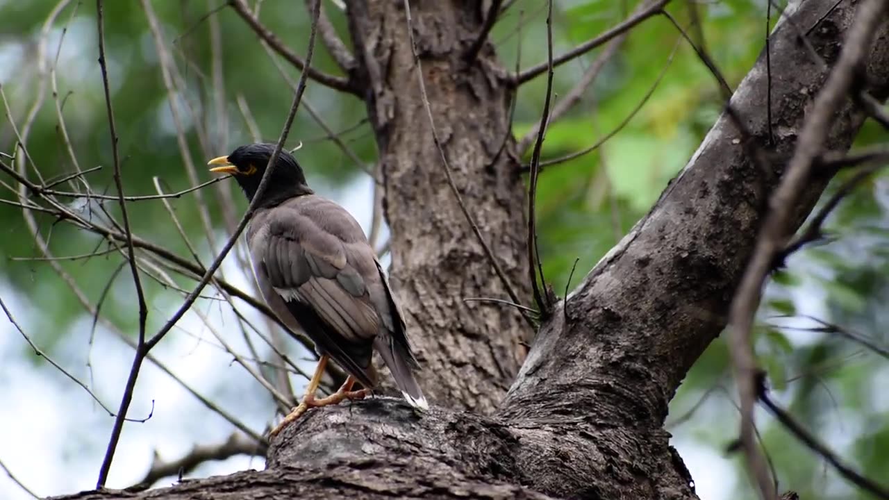 Common Myna bird alert sounds. #mynabird @NATUREPICTURESdhanpalsinghairy