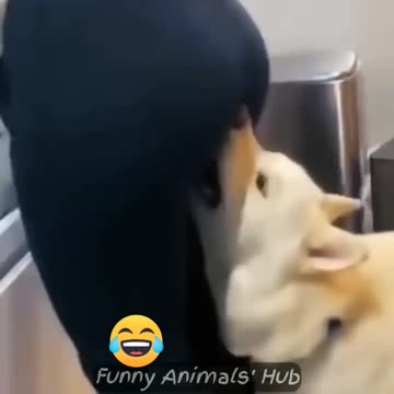 Cats and dogs funny videos🤣🐶😂🤣