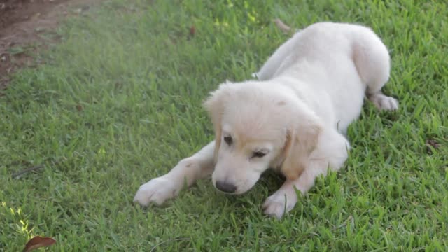 Cute white dog playing on grass outdoor