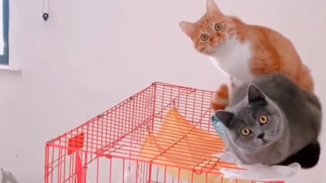 why the cat jerked, shocked cat
