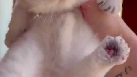 funny cat cute #cats #cat #funny #cute #shorts #viral #viralshorts