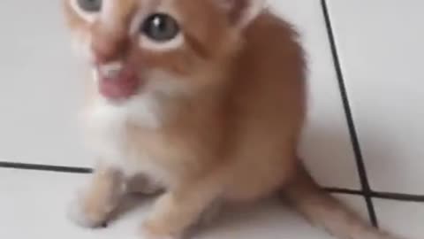 Gatinho engraçado 🤣🤣🤣🤣🤣🤣🤣🤣🔥