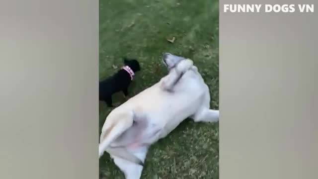 Hilarious animal compilations