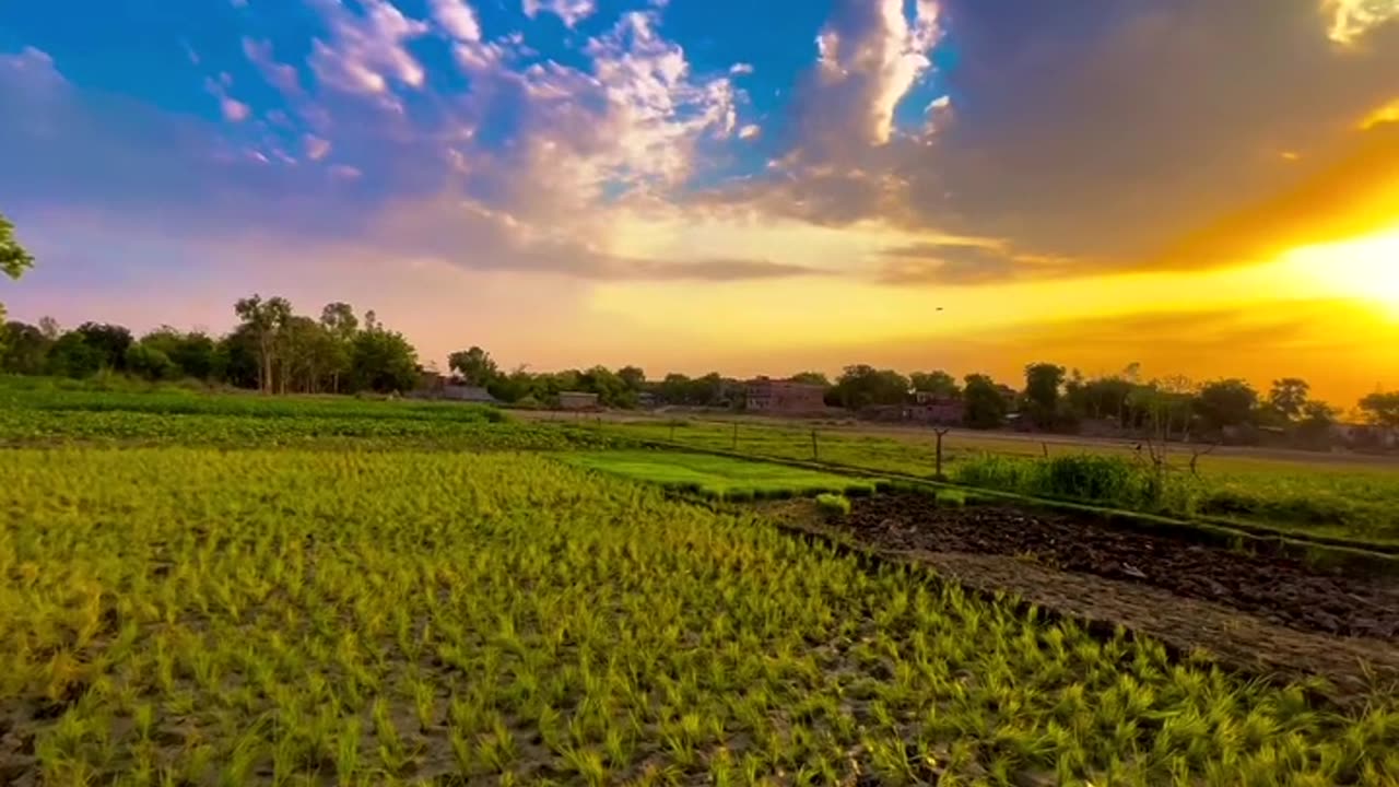 Nature view