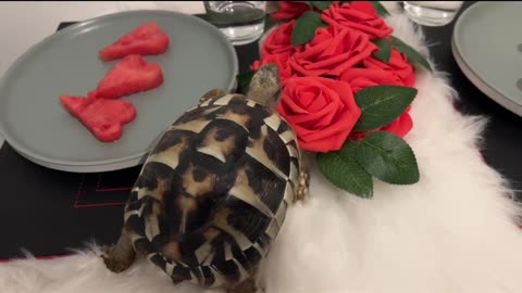 Cutest valentine's dog share watermelon!