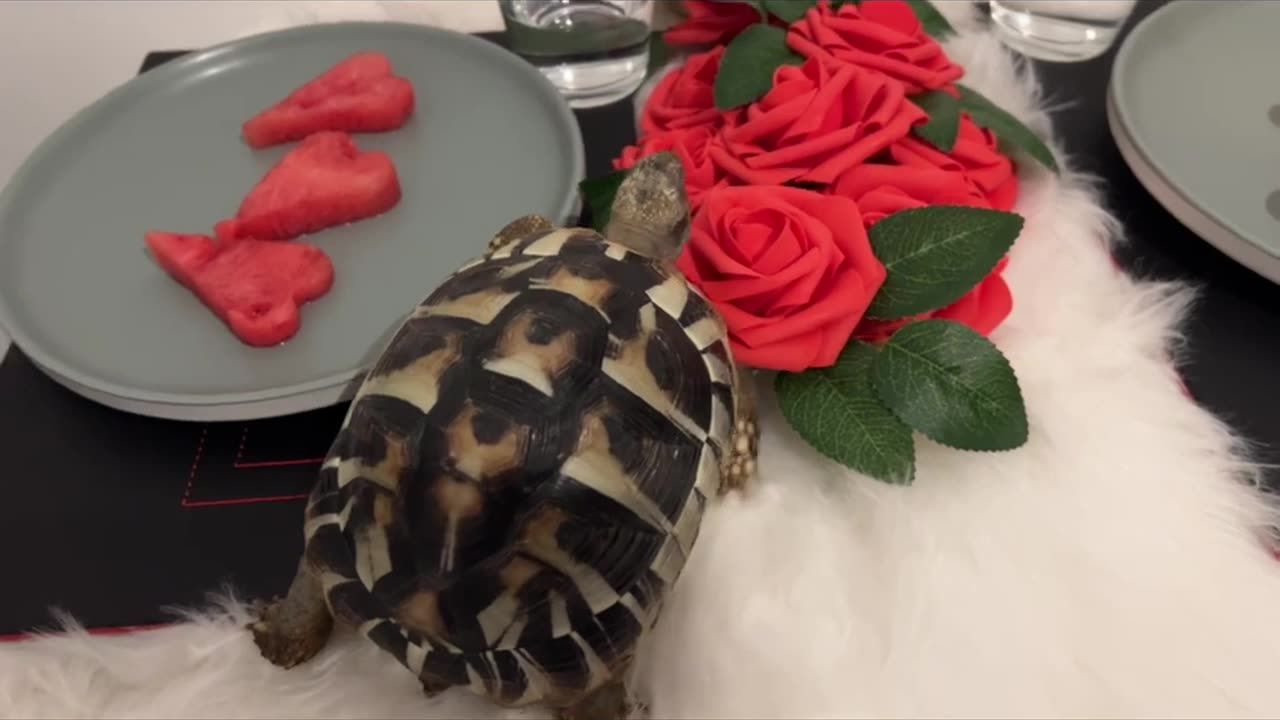 Cutest valentine's dog share watermelon!