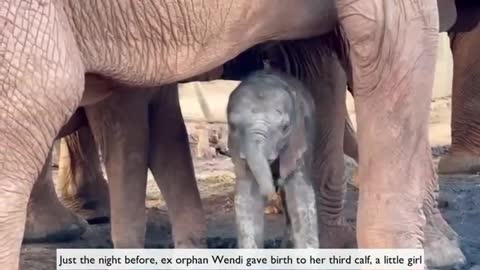 Orphan elephant introduces newborn baby to her extended human-elephant family_Cut