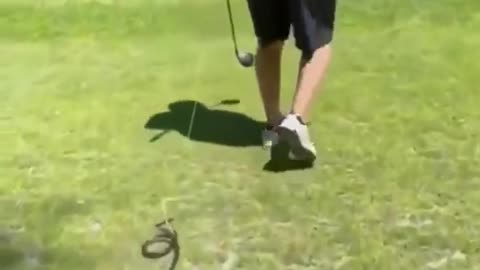 Snake and man