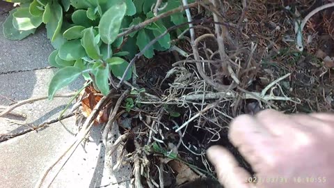 How I Am Transplanting Sage