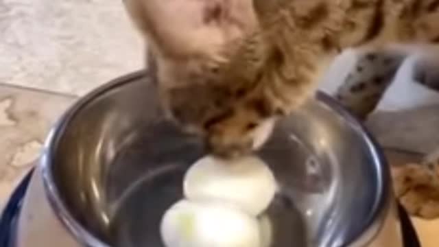 Cute dog and cat funny moments