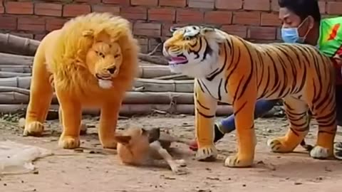 Troll Prank Dog Funny & fake Lion and Fake Tiger Prank To dog & Huge Box Prank to dog