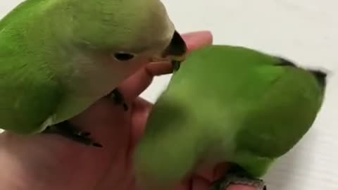 Adorable, Two birds being affectionate to eachother