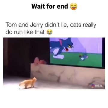 Viral and funny Video of Cats | Cats&kittens | Funny Videos | Cats Video Compilation