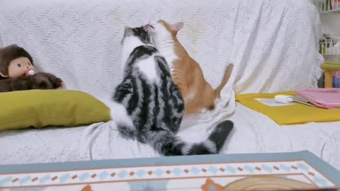 cat licking each other in bath