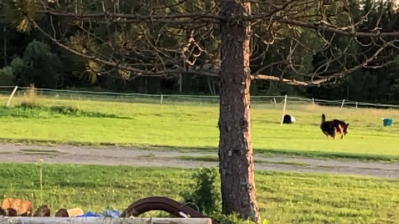 Germans Shepherds racing in slow motion