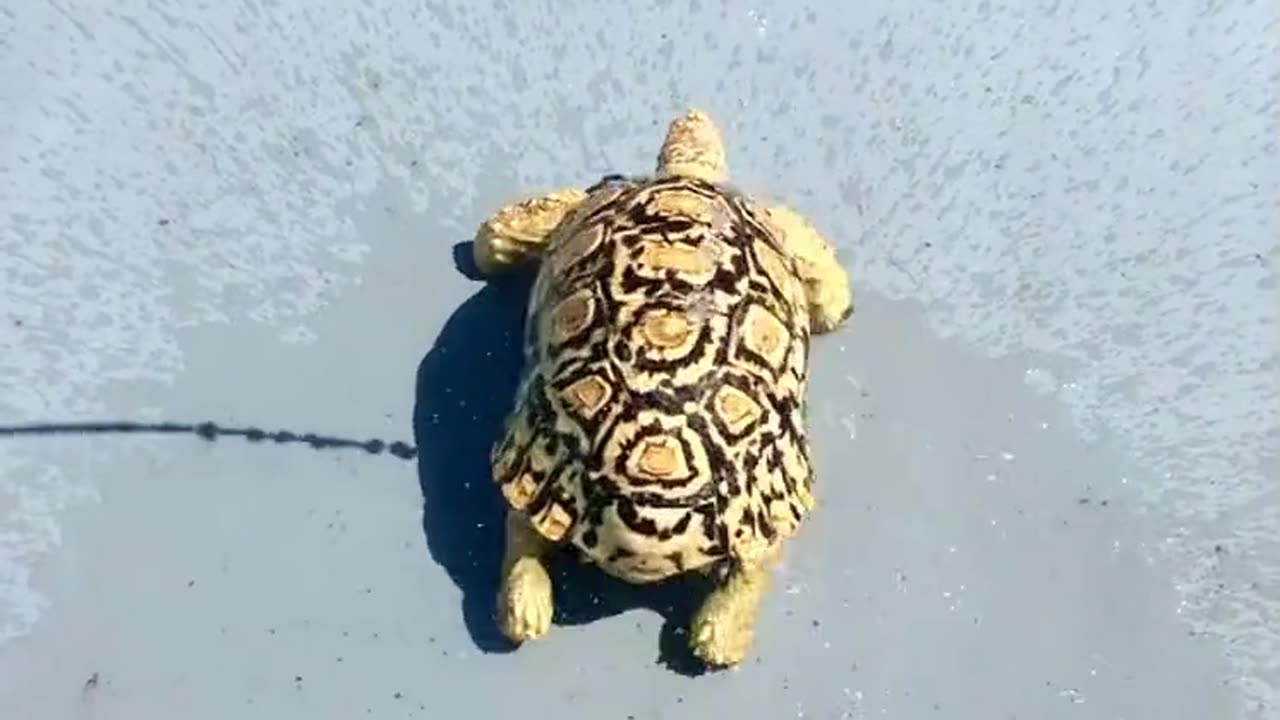 The Happiest Tortoise Ever!