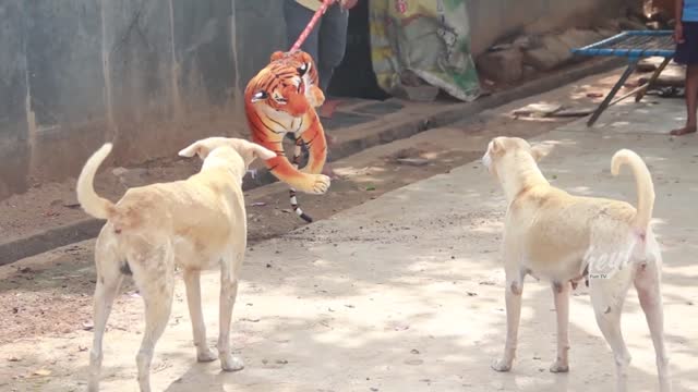 PRANK DOG WITH FAKE TIGER