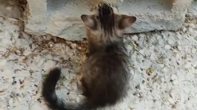 Cute cats is playing in ground