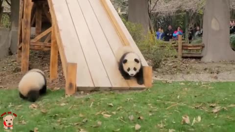 Cute panda video collection，Filmed in Chinese panda culture 2018