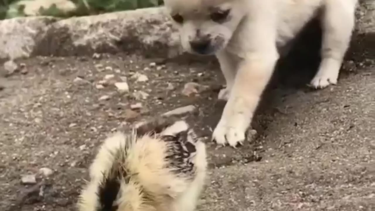 Puppy play with duck