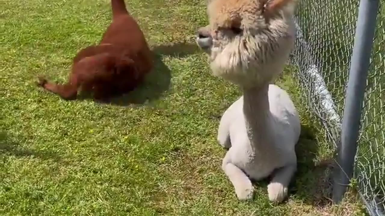 Crazy Alpaca