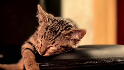 Cute Kittens Sleeping In Most Adorable Ways - TOO CUTE