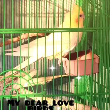 "Feathers of Love: Meet the Charming Cockatiel Breeder Pair in Offwhite, Yellow, and Grey Plumage! 🕊️💛🌫️