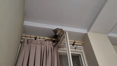 Naughty cat walks over the curtain rods!