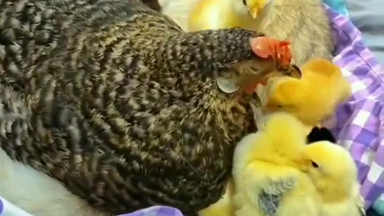 Cute cat with chicks