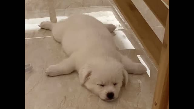 Funny animals, dogs lying on the floor in air-conditioned rooms