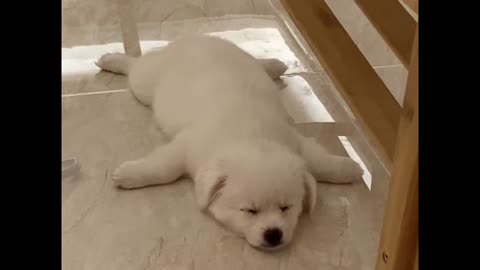 Funny animals, dogs lying on the floor in air-conditioned rooms