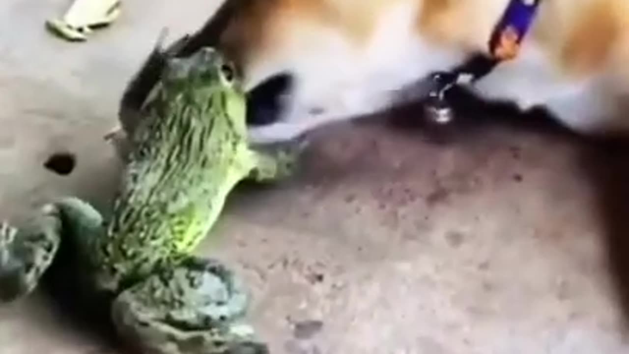 Dog Playing with Frog #shorts #viral #shortsvideo #video