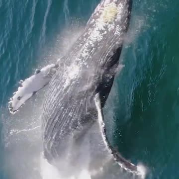 BIG JUMP OF THIS BEAUTIFUL WHALE