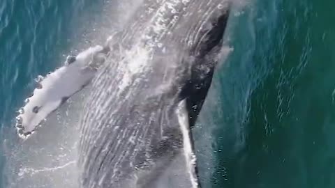 BIG JUMP OF THIS BEAUTIFUL WHALE
