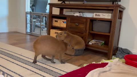 I Fed a Kitten to Capybaras