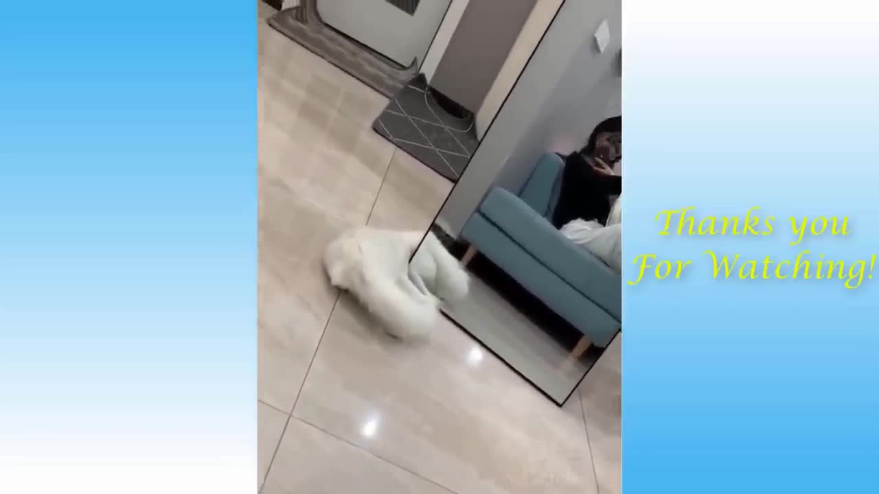 Funny and Cute Cat's Life