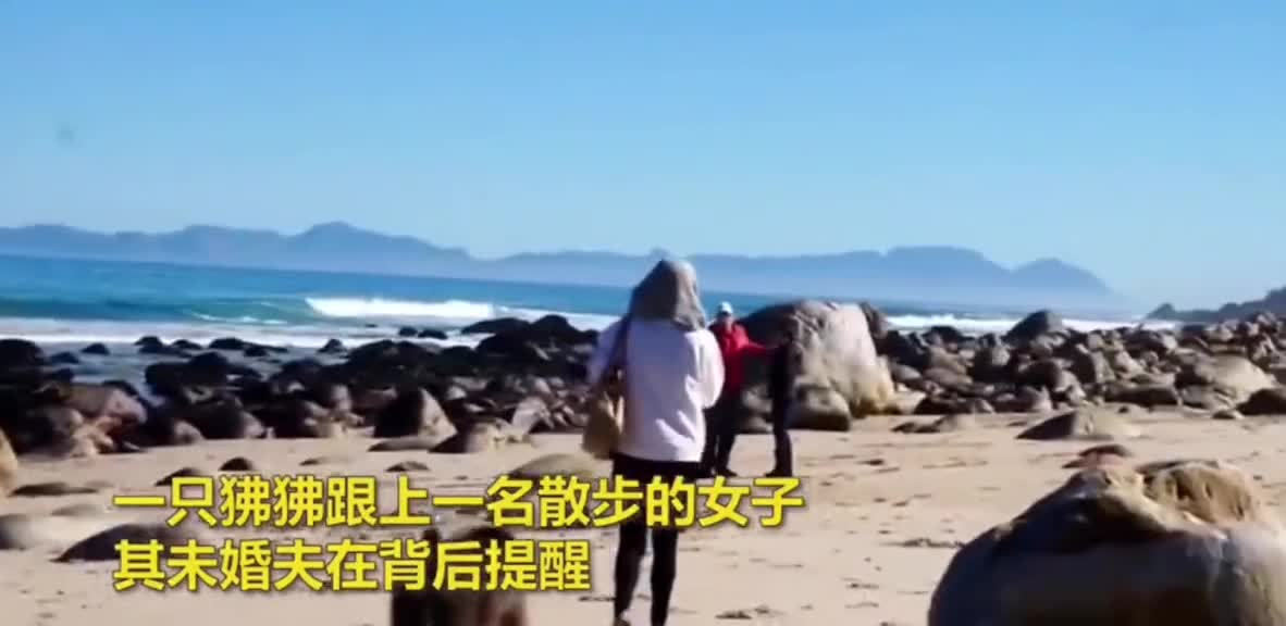 On the baboon beach, a woman robbed her bag and rummaged through it carefully.