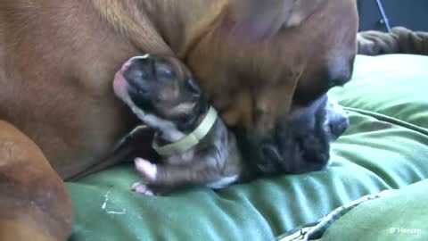 Dog Has Amazing Birth While Standing!!