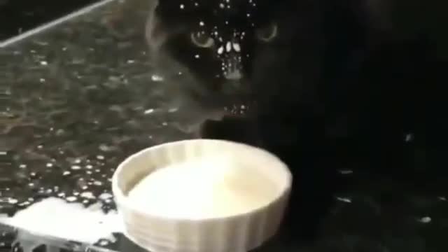 funny cat drinking milk😂