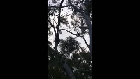 Koala VS Magpie