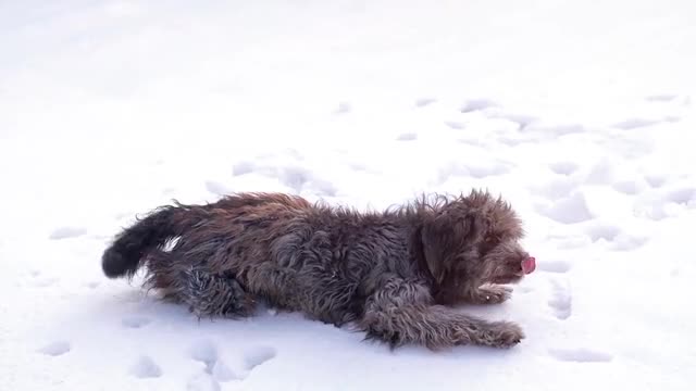 Dog is playing on the ice