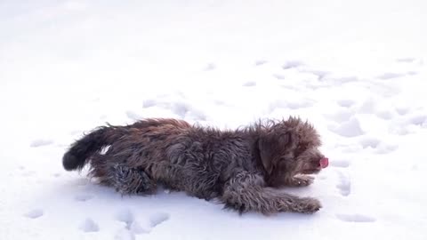 Dog is playing on the ice